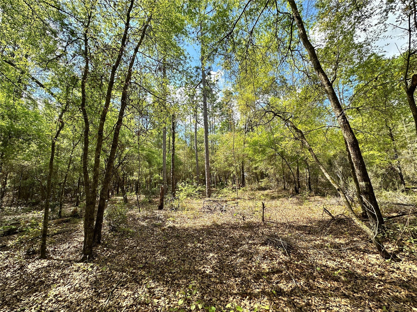 10350 NE 74th Place Bronson FL 32621 OM718810 image3