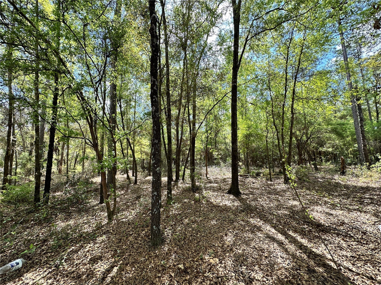 10350 NE 74th Place Bronson FL 32621 OM718810 image4