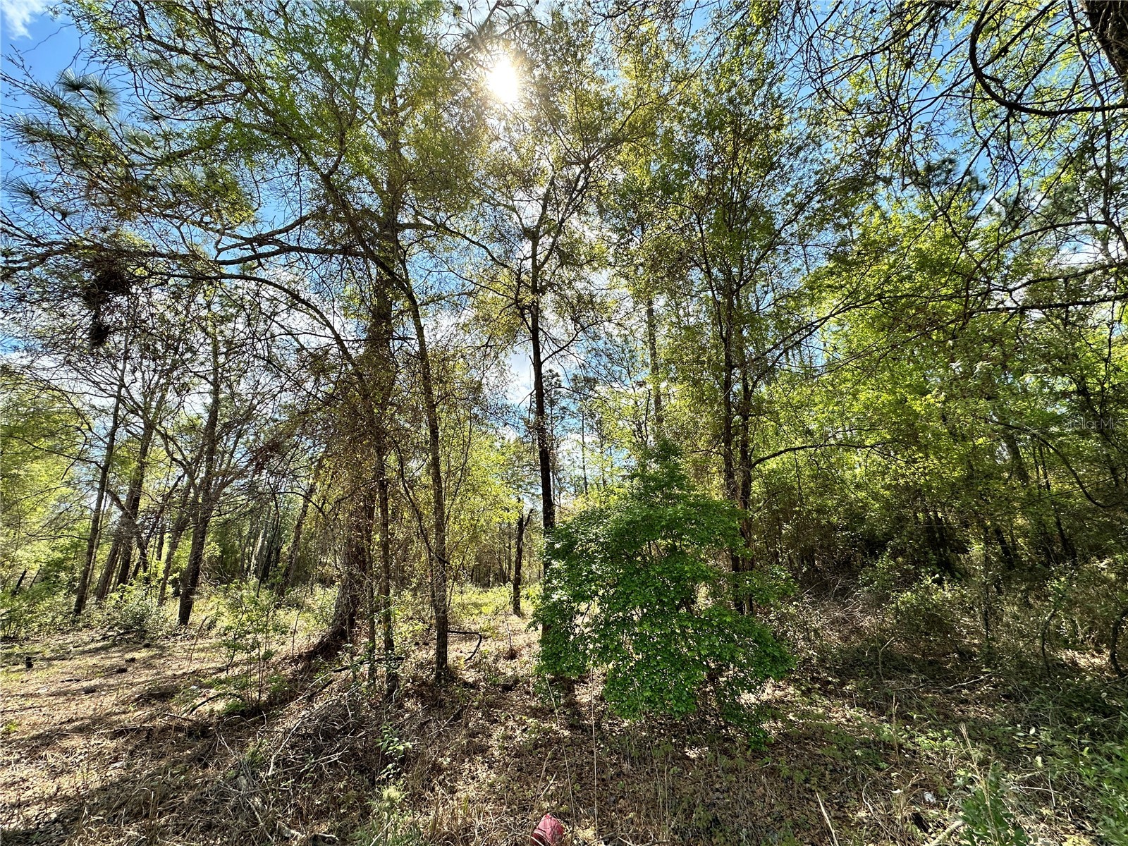 10350 NE 74th Place Bronson FL 32621 OM718810 image6