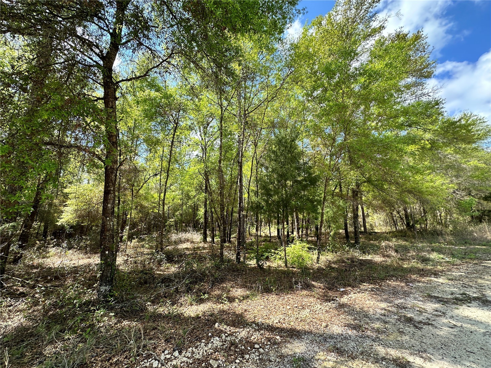 10350 NE 74th Place Bronson FL 32621 OM718810 image7