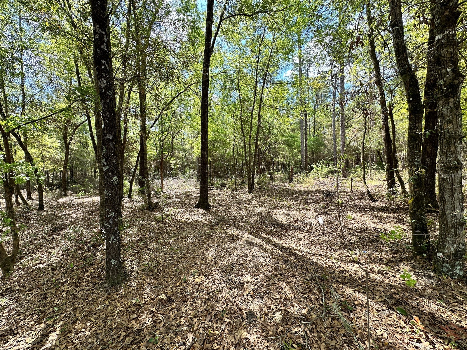 10350 NE 74th Place Bronson FL 32621 OM718810 image9