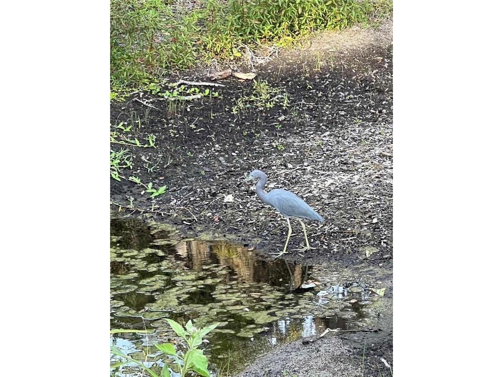 10355 Carrollwood Lane #143 Tampa FL 33618 TB8454878 image18