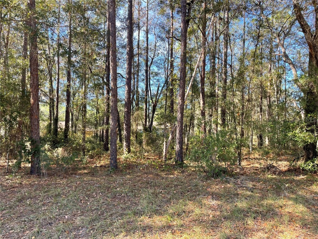 10380 N Sherman Drive Citrus Springs FL 34434 OM702364 image5