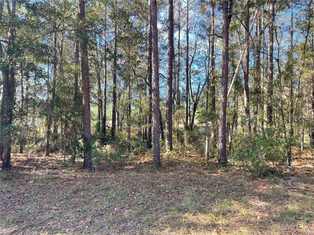 10380 N Sherman Drive Citrus Springs FL 34434 OM702364 image6