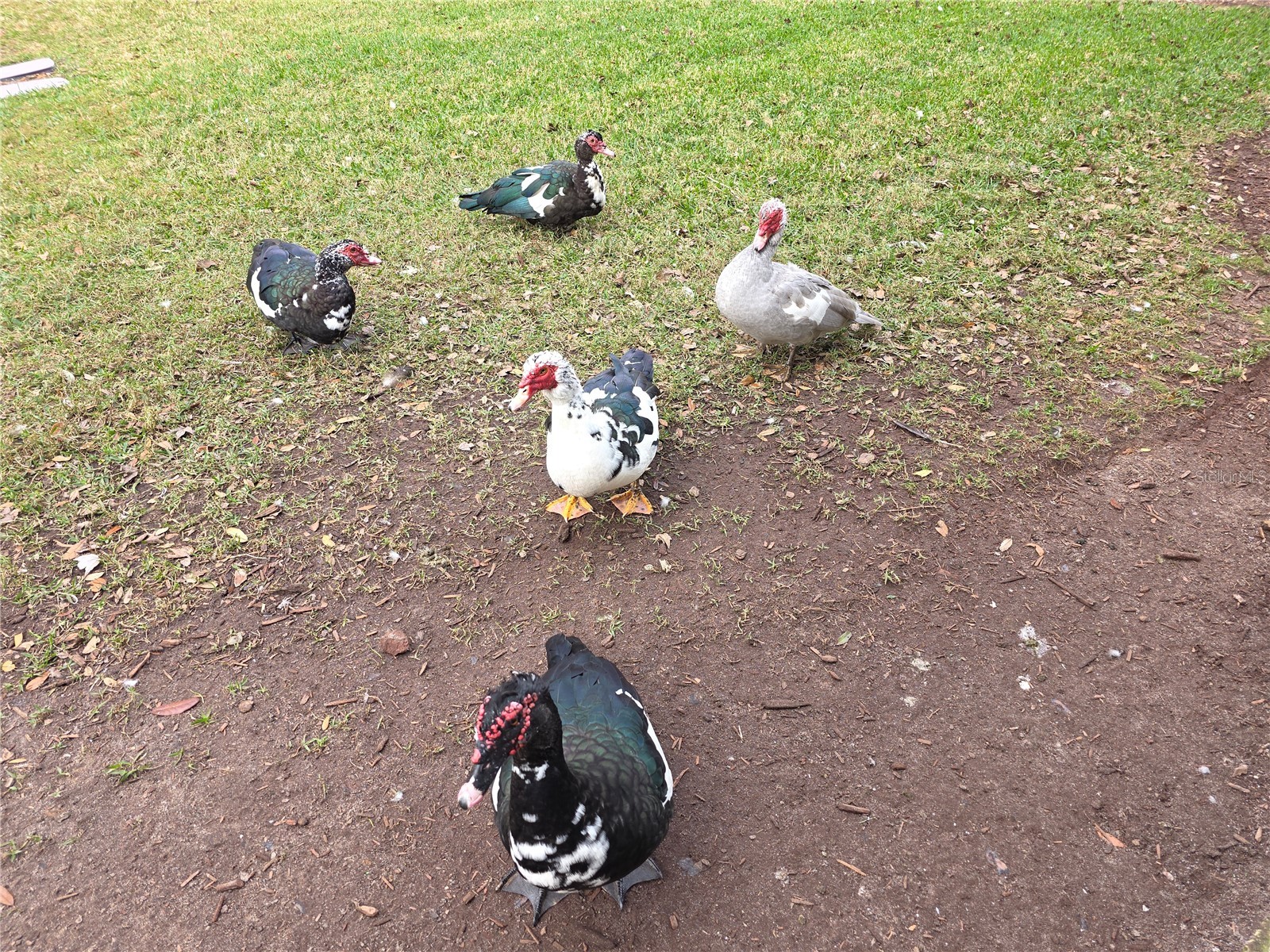 104 Kelly Thomas Way Daytona Beach FL 32124 V4946735 image35