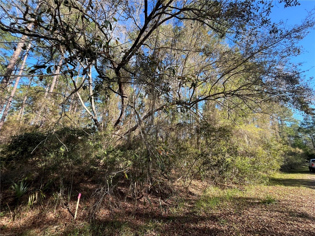 104 SE 5th Street Georgetown FL 32139 OK225299 image4