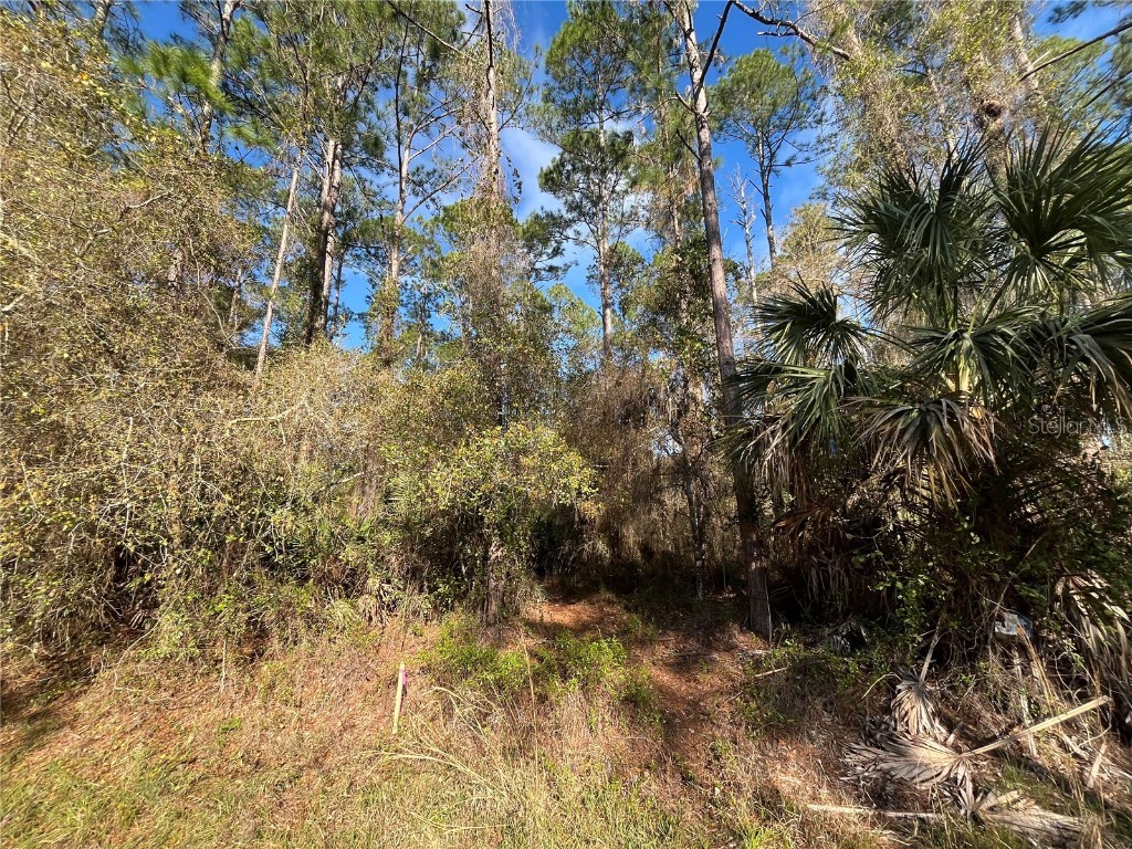 104 SE 5th Street Georgetown FL 32139 OK225299 image5