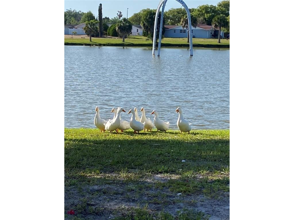 10401 Alice M Court Port Richey FL 34668 A4661754 image7