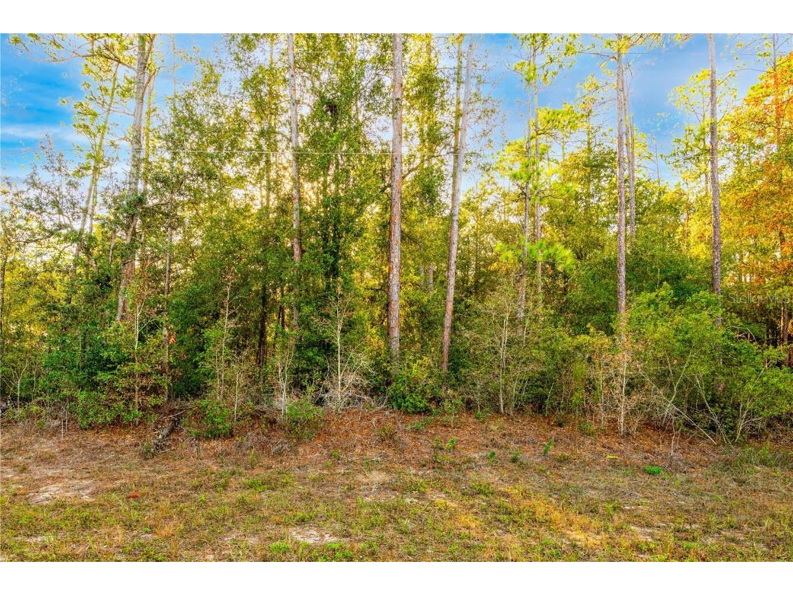 10404 N Holcomb Drive Citrus Springs FL 34434 T3418820 image1