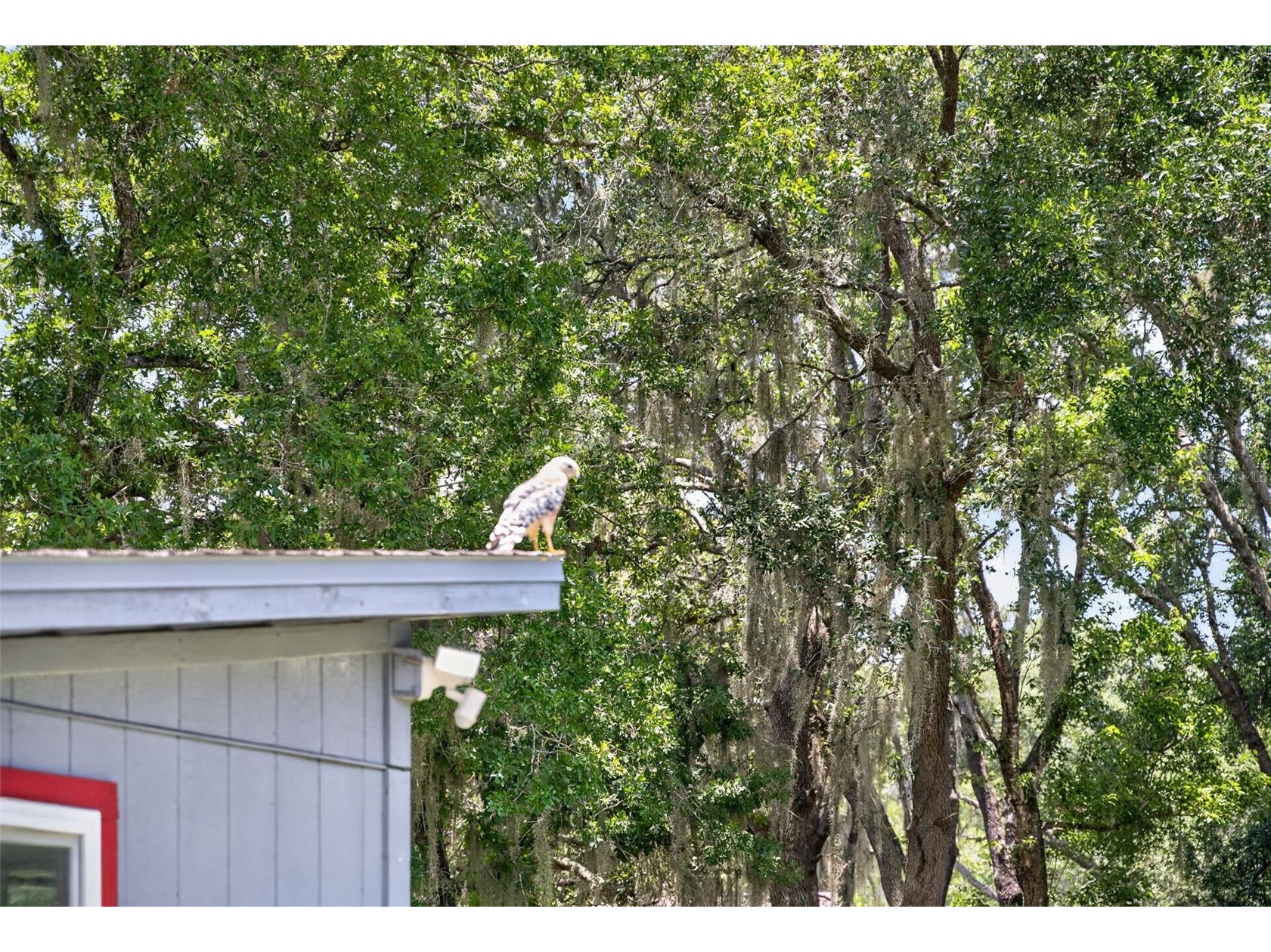 1043 Lakeside Drive Apopka FL 32712 - LAKE PREVATT O6425808 image60