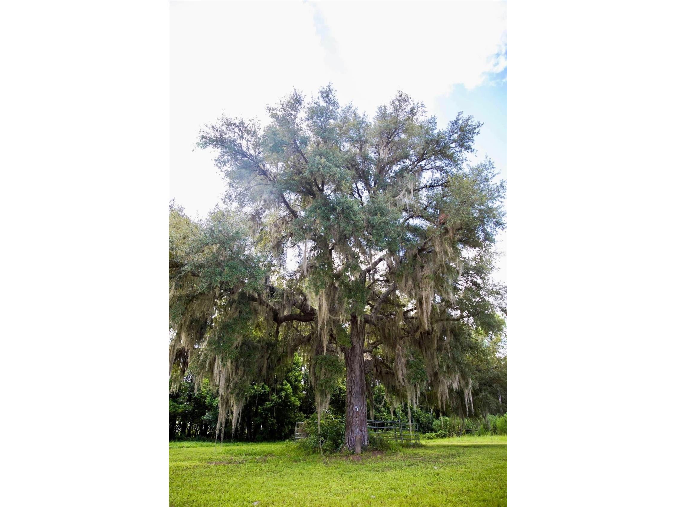 1045 Buckles Road Pierson FL 32180 NS1086882 image23