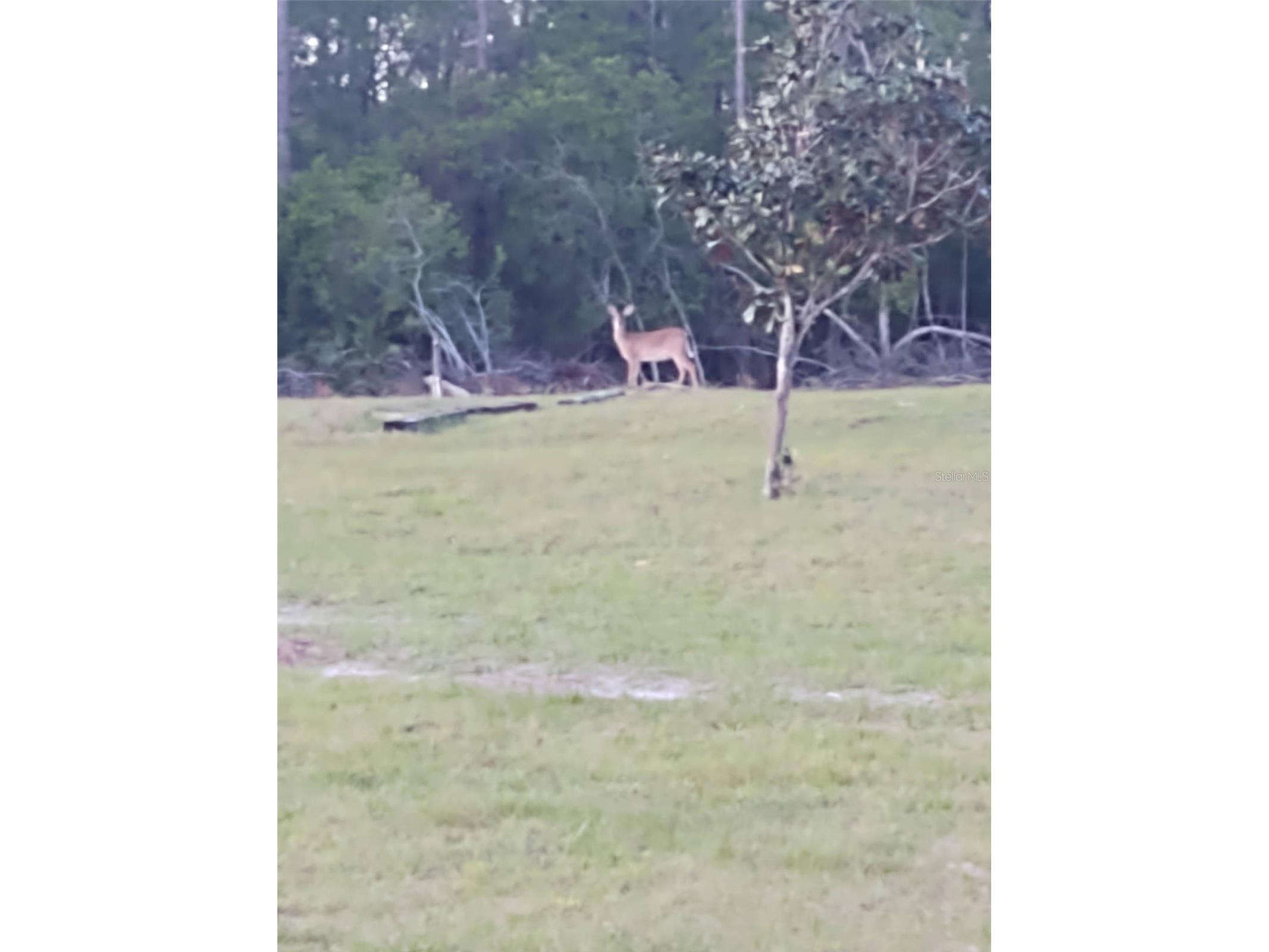 1045 Buckles Road Pierson FL 32180 NS1086882 image6