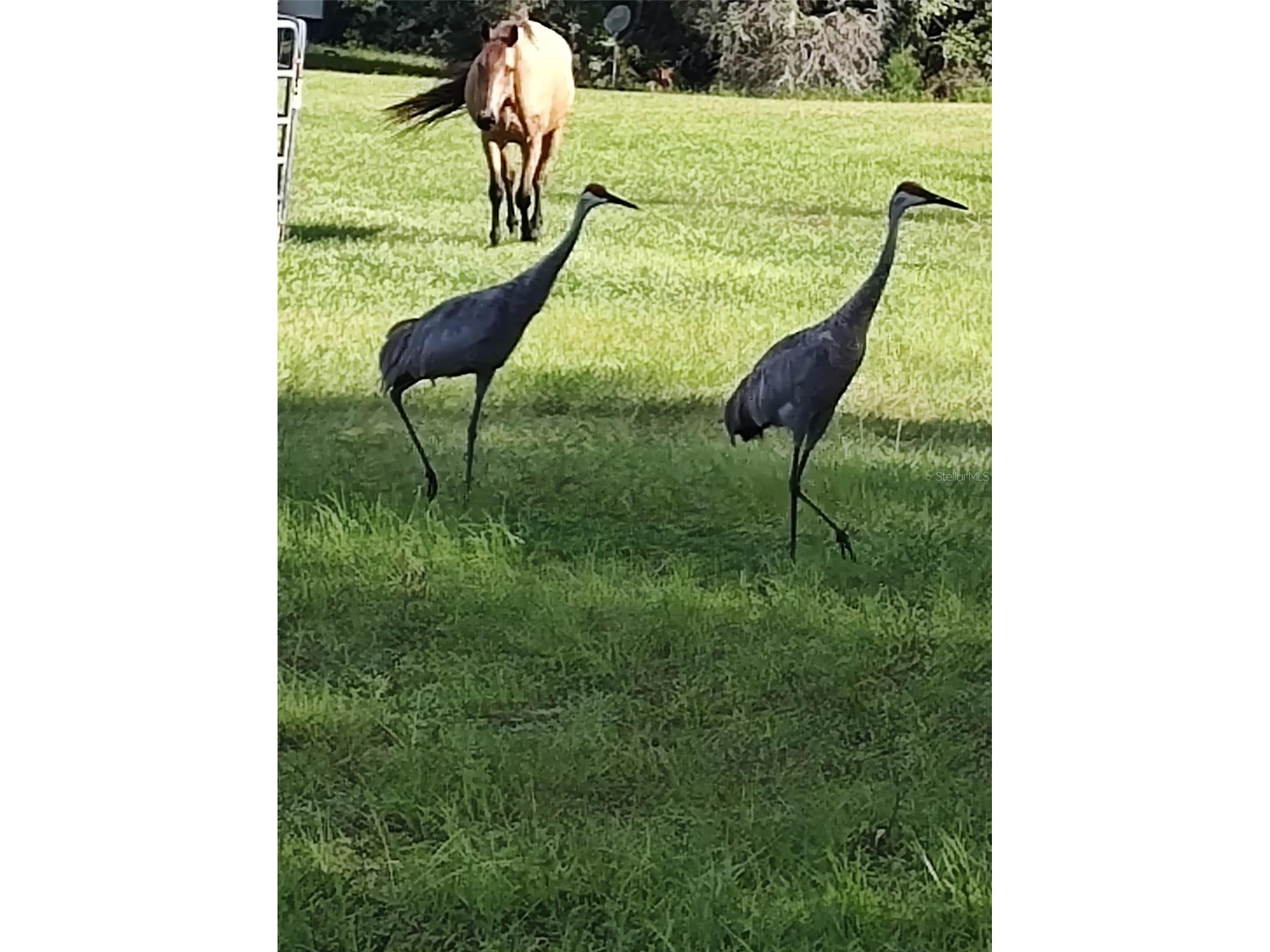 1045 Buckles Road Pierson FL 32180 NS1086882 image7