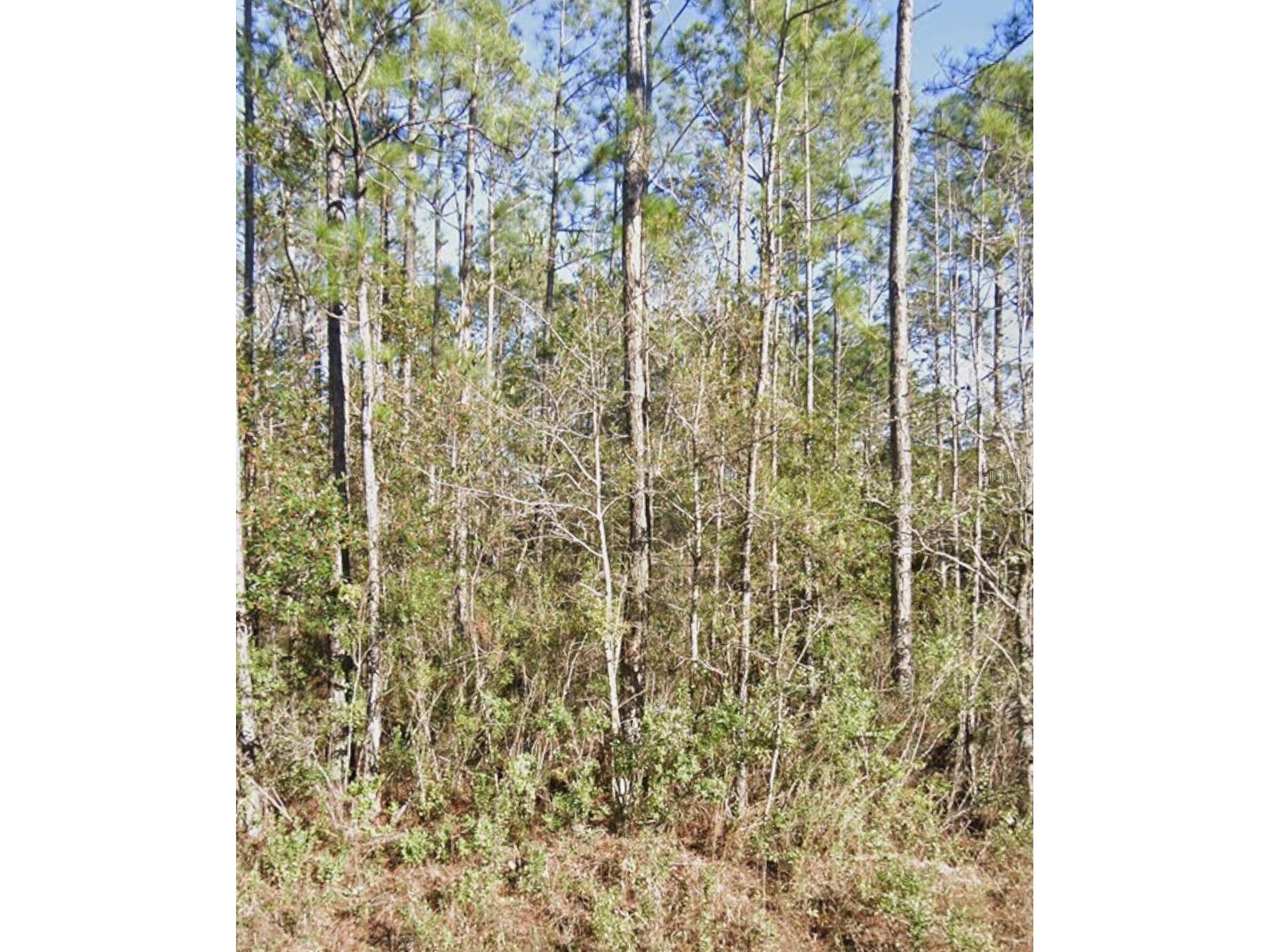 10460 Dillon Avenue Hastings FL 32145 A4699327 image3