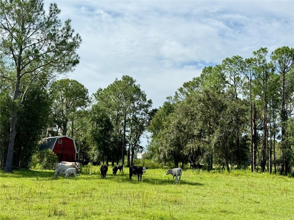 10460 Ehren Cutoff Land O Lakes FL 34639 TB8423493 image27