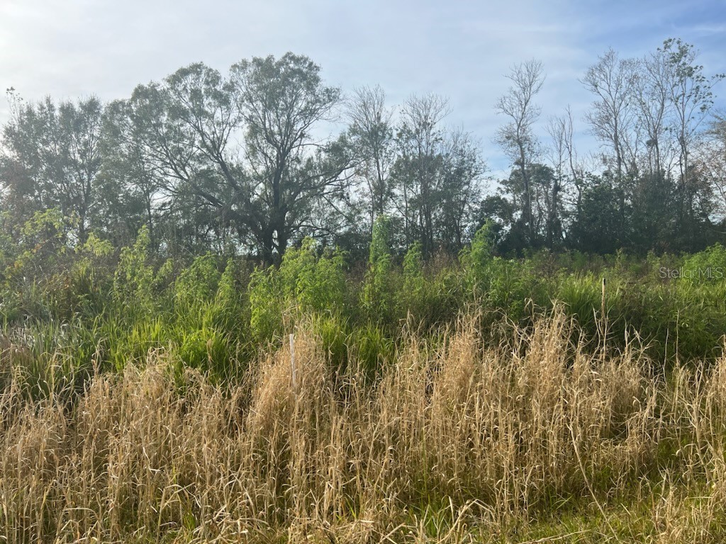 1049 Cardinal Road Wauchula FL 33873 A4585336 image1