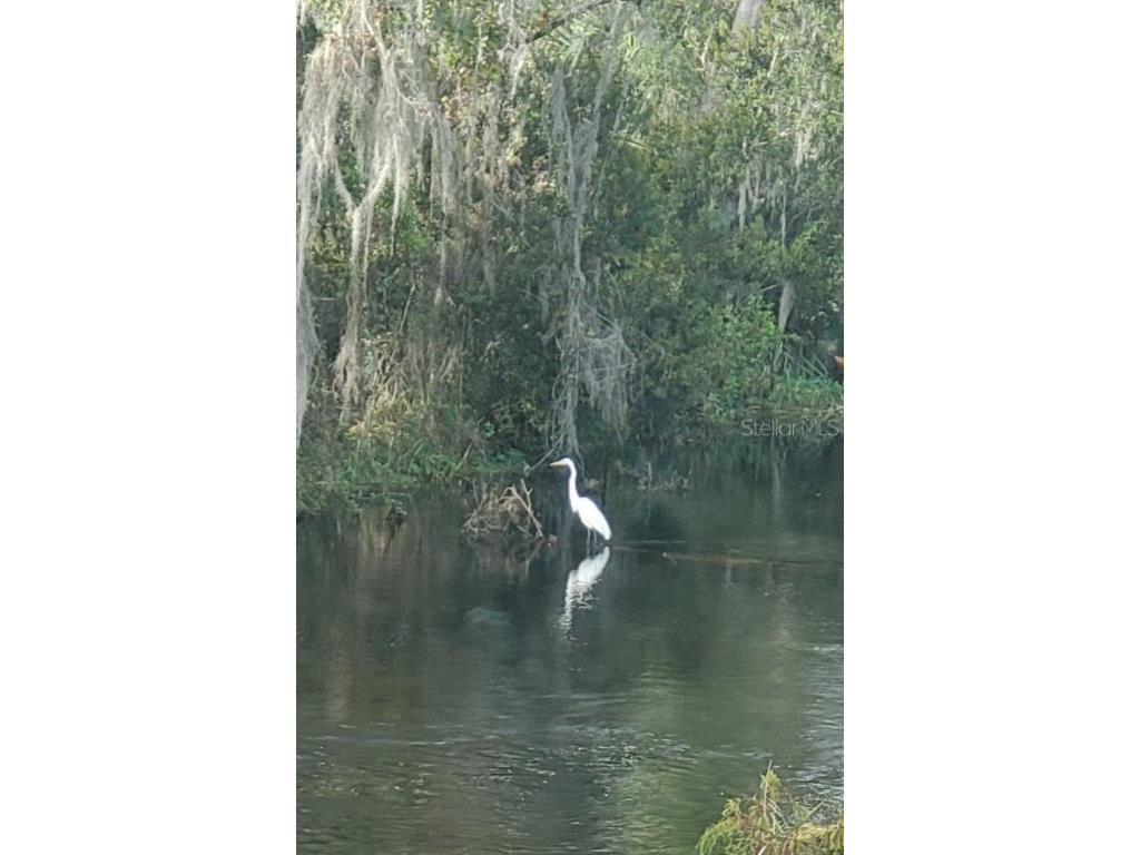 105 Avocado Cove Leesburg FL 34748 G5098068 image46