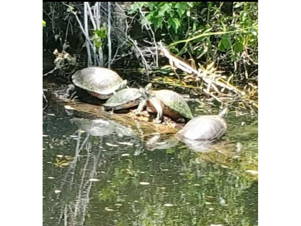 105 Avocado Cove Leesburg FL 34748 G5098068 image47