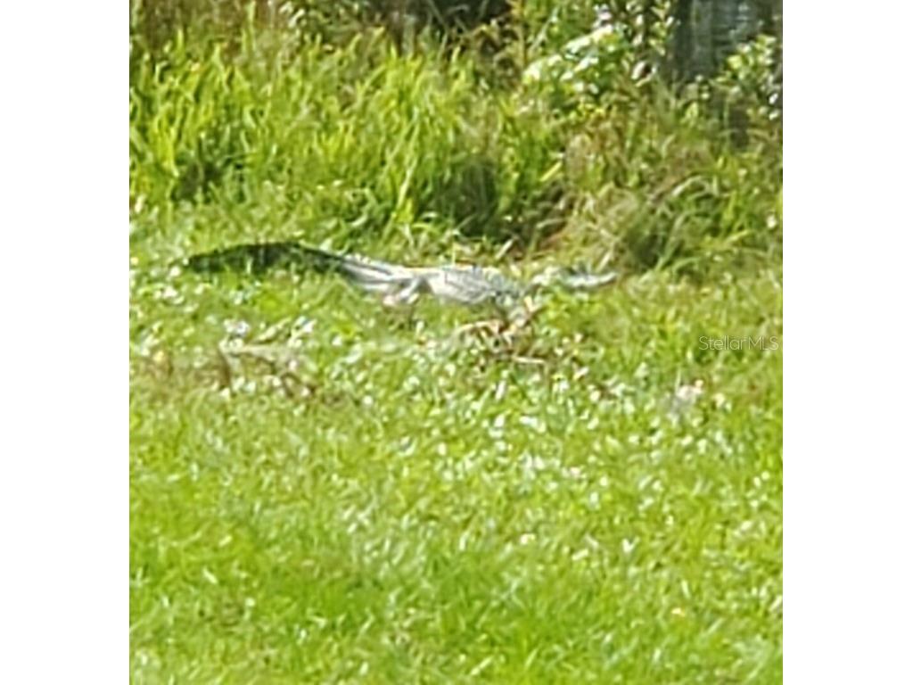 105 Avocado Cove Leesburg FL 34748 G5098068 image48