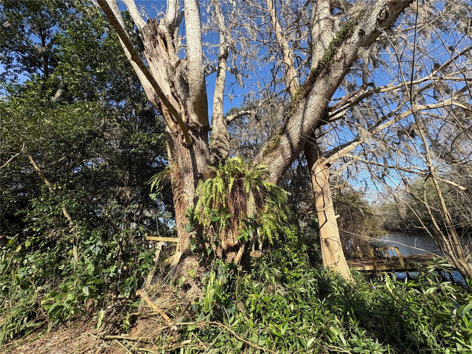 10500 E Gobbler Drive Floral City FL 34436 - TSALA APOPKA CHAIN OF LAKES TB8366746 image13