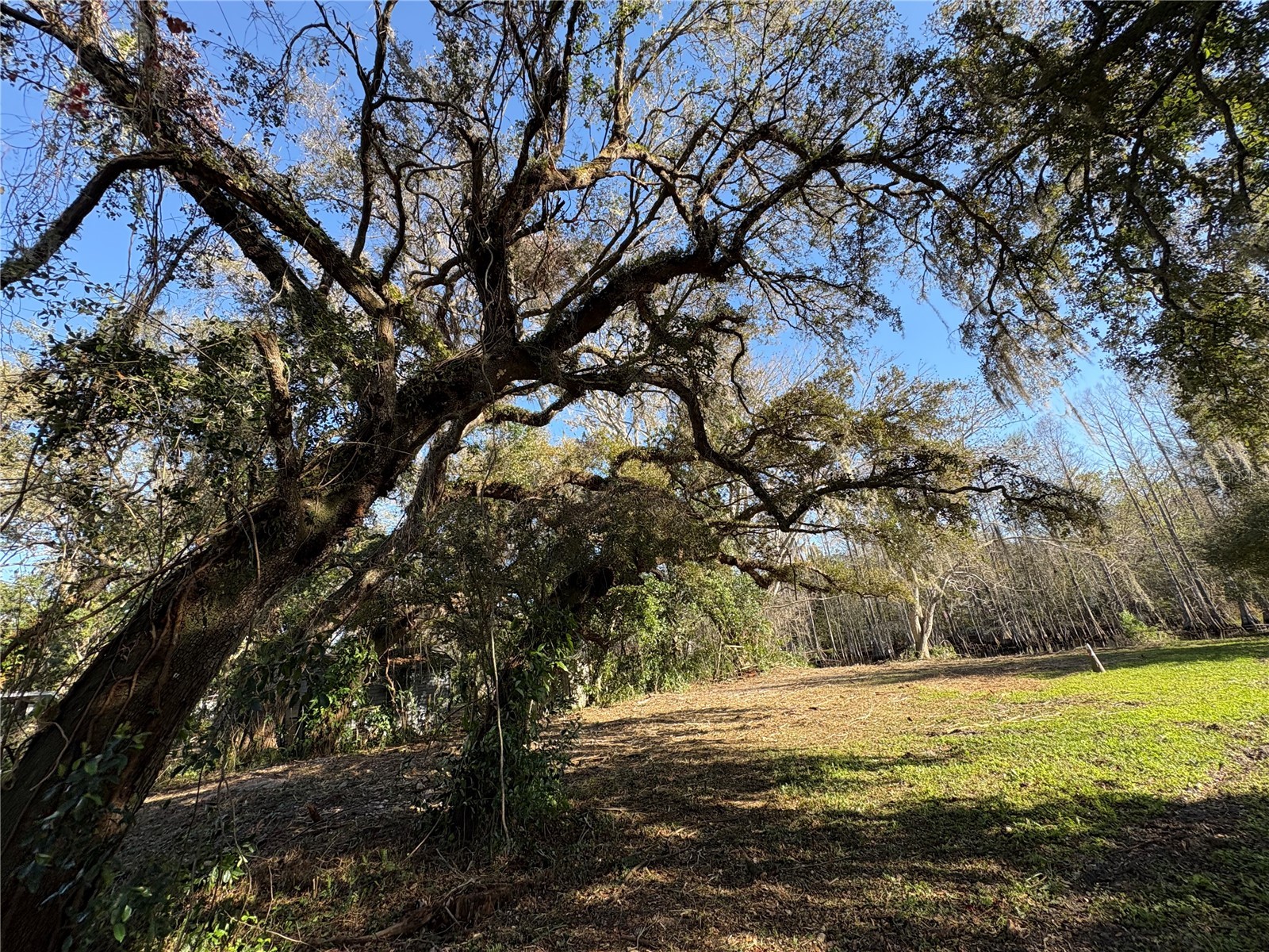 10500 E Gobbler Drive Floral City FL 34436 - TSALA APOPKA CHAIN OF LAKES TB8366746 image21