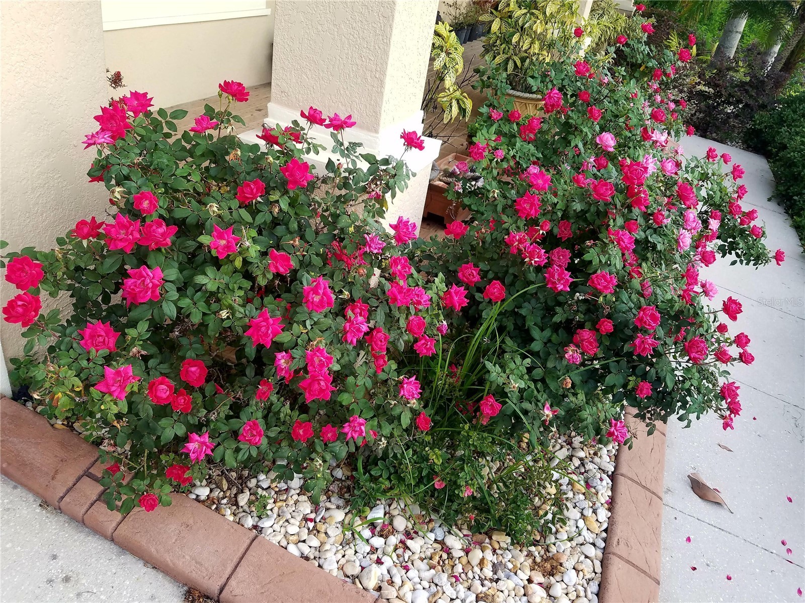 10503 Palm Cove Avenue Tampa FL 33647 O6375153 image54