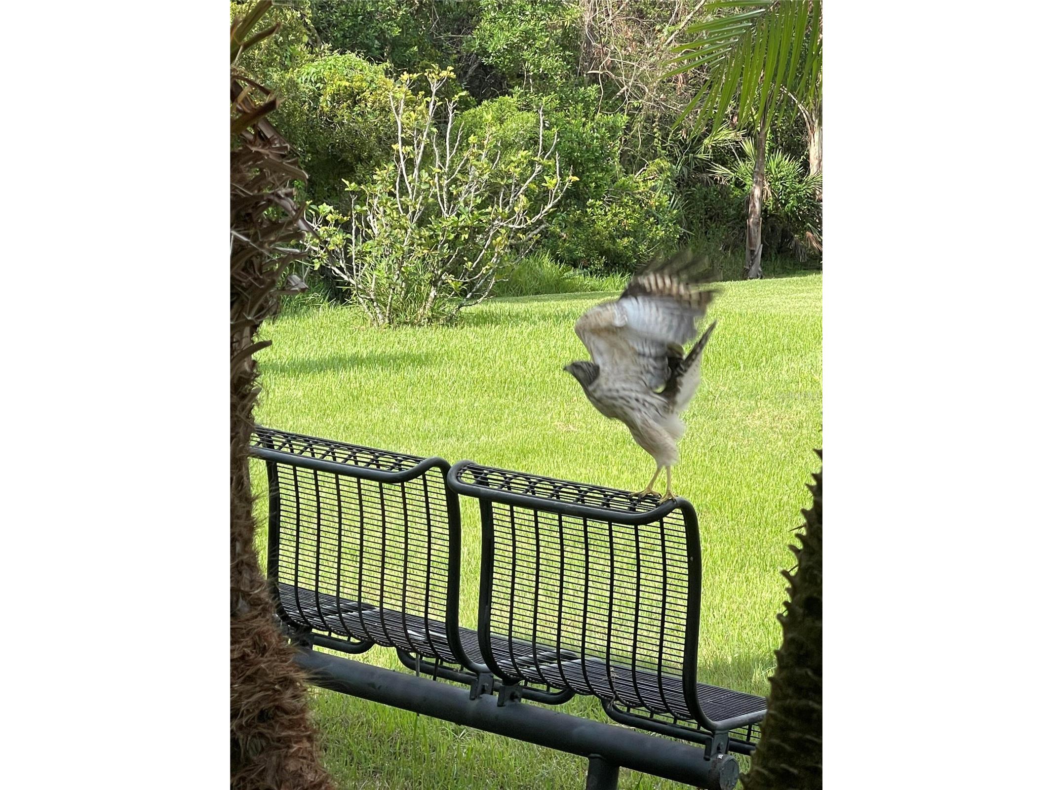 10503 Palm Cove Avenue Tampa FL 33647 O6375153 image69