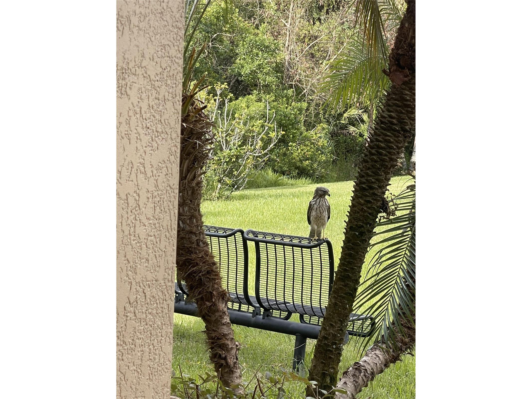 10503 Palm Cove Avenue Tampa FL 33647 O6375153 image70