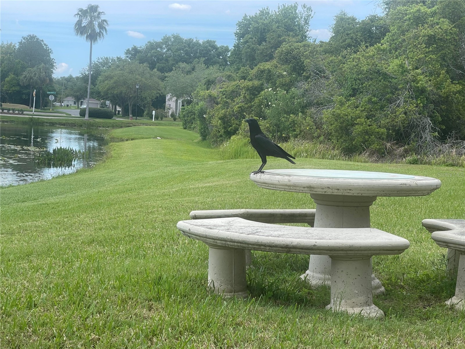 10503 Palm Cove Avenue Tampa FL 33647 O6375153 image72