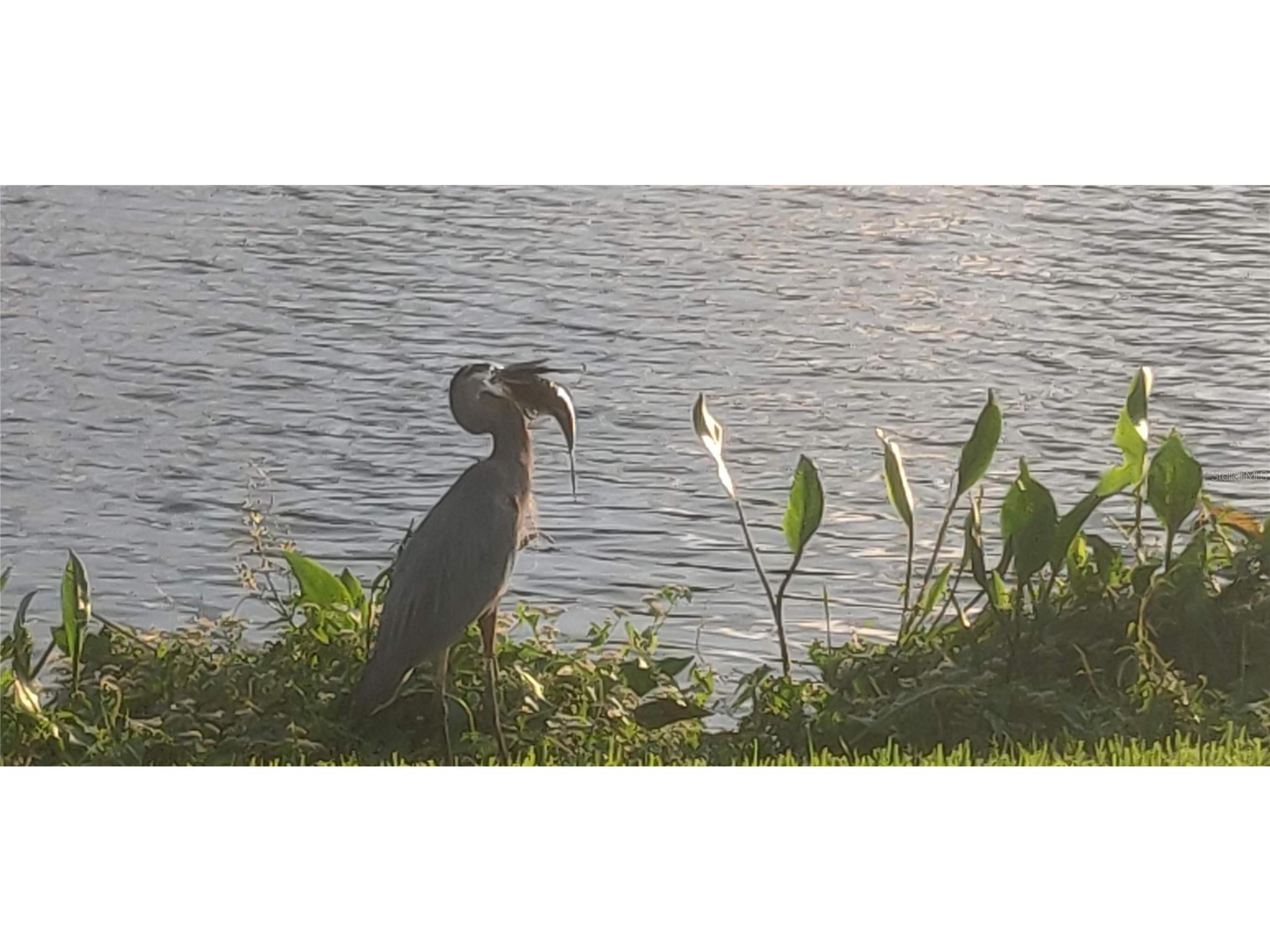 10503 Palm Cove Avenue Tampa FL 33647 O6375153 image81