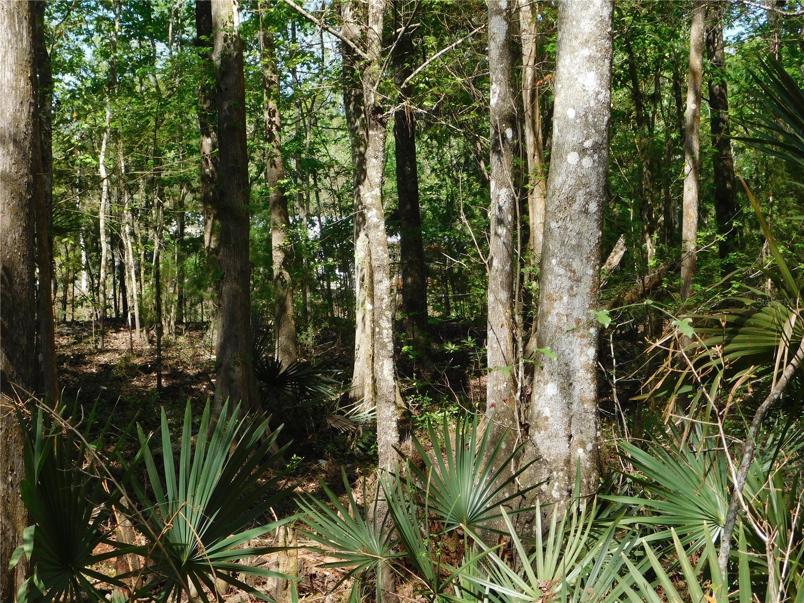 10505 E Deep Creek Boulevard Hastings FL 32145 O6390053 image14