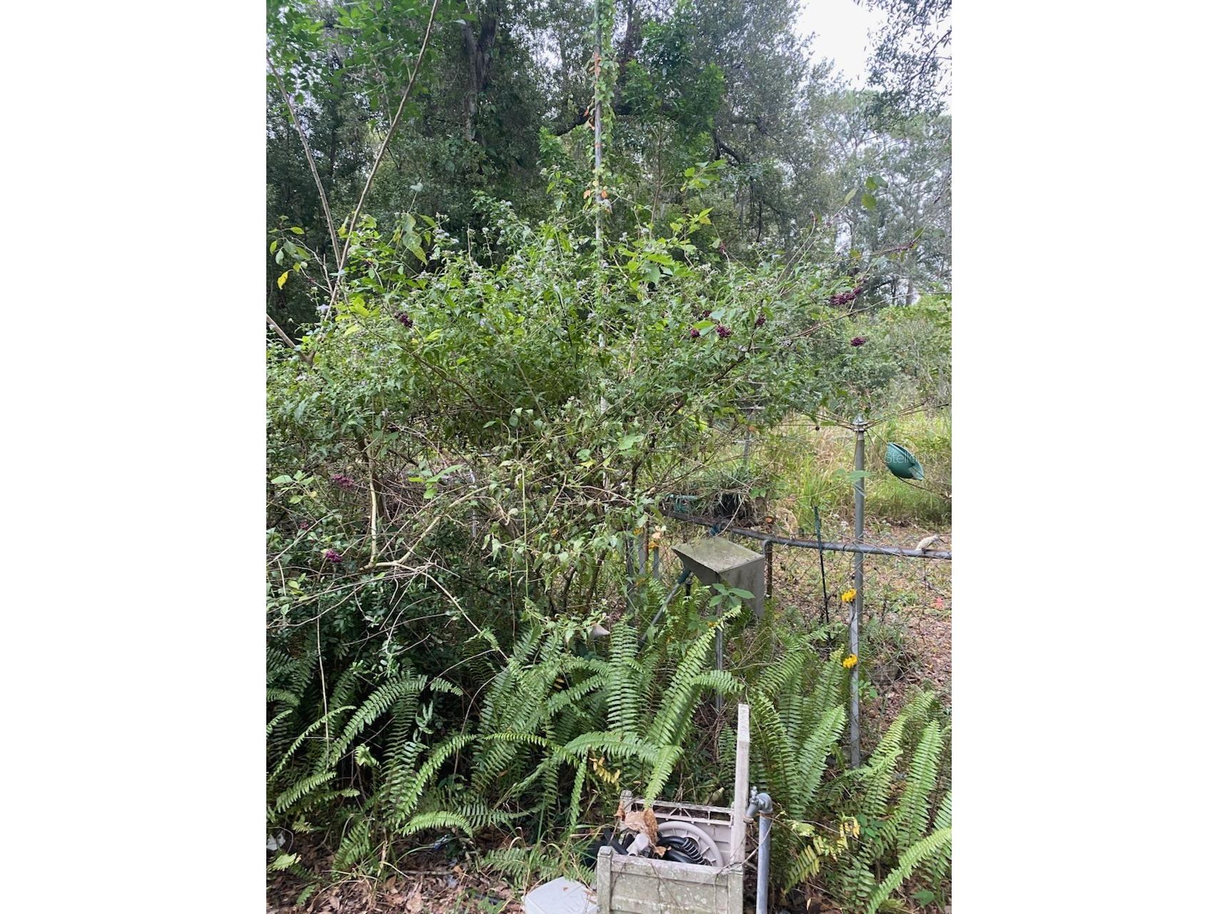 1051 Macon Road Winter Haven FL 33884 P4936950 image1