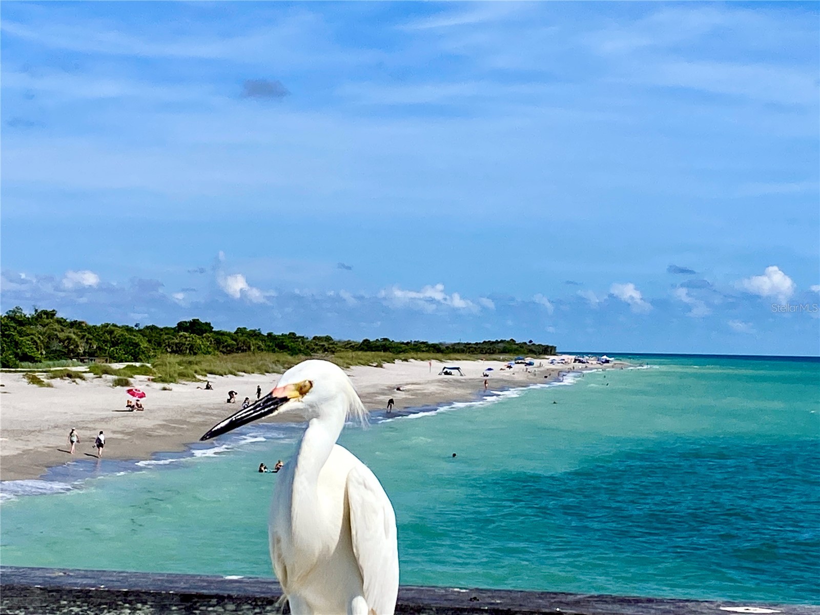 1052 W Truman Street Nokomis FL 34275 A4696312 image79