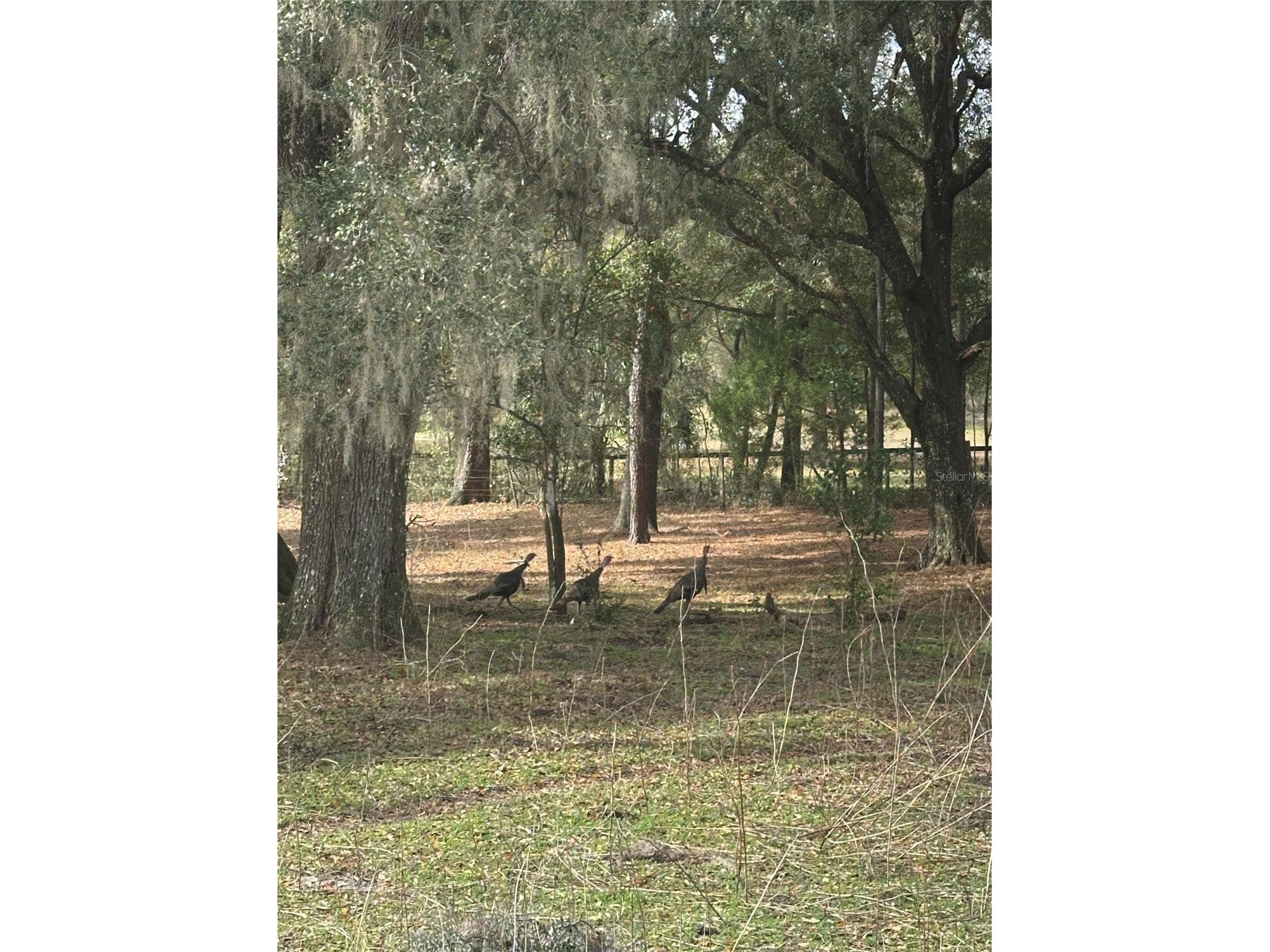 10550 NW 115th Avenue Reddick FL 32686 OM719700 image13