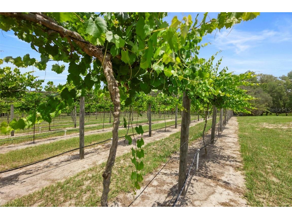 1056 Reynolds Road De Leon Springs FL 32130 V4942965 image2