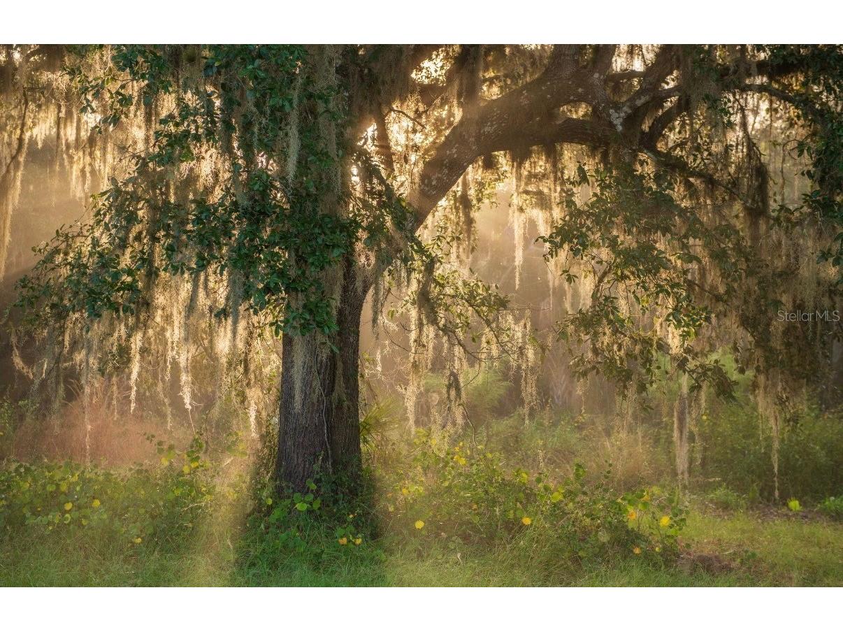 1061 Harris Road Arcadia FL 34266 - PEACE RIVER A4678146 image10