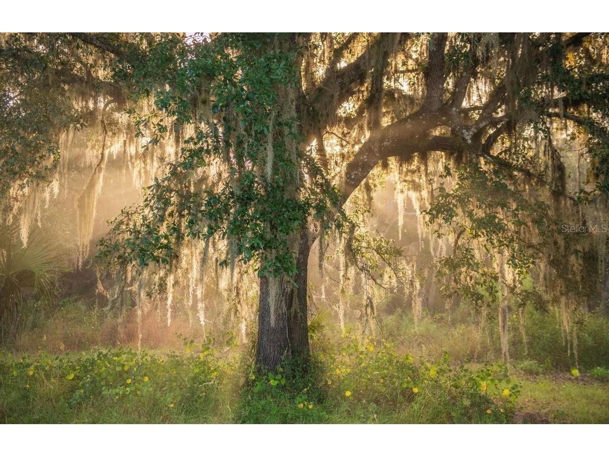 1061 Harris Road Arcadia FL 34266 - PEACE RIVER A4678146 image11