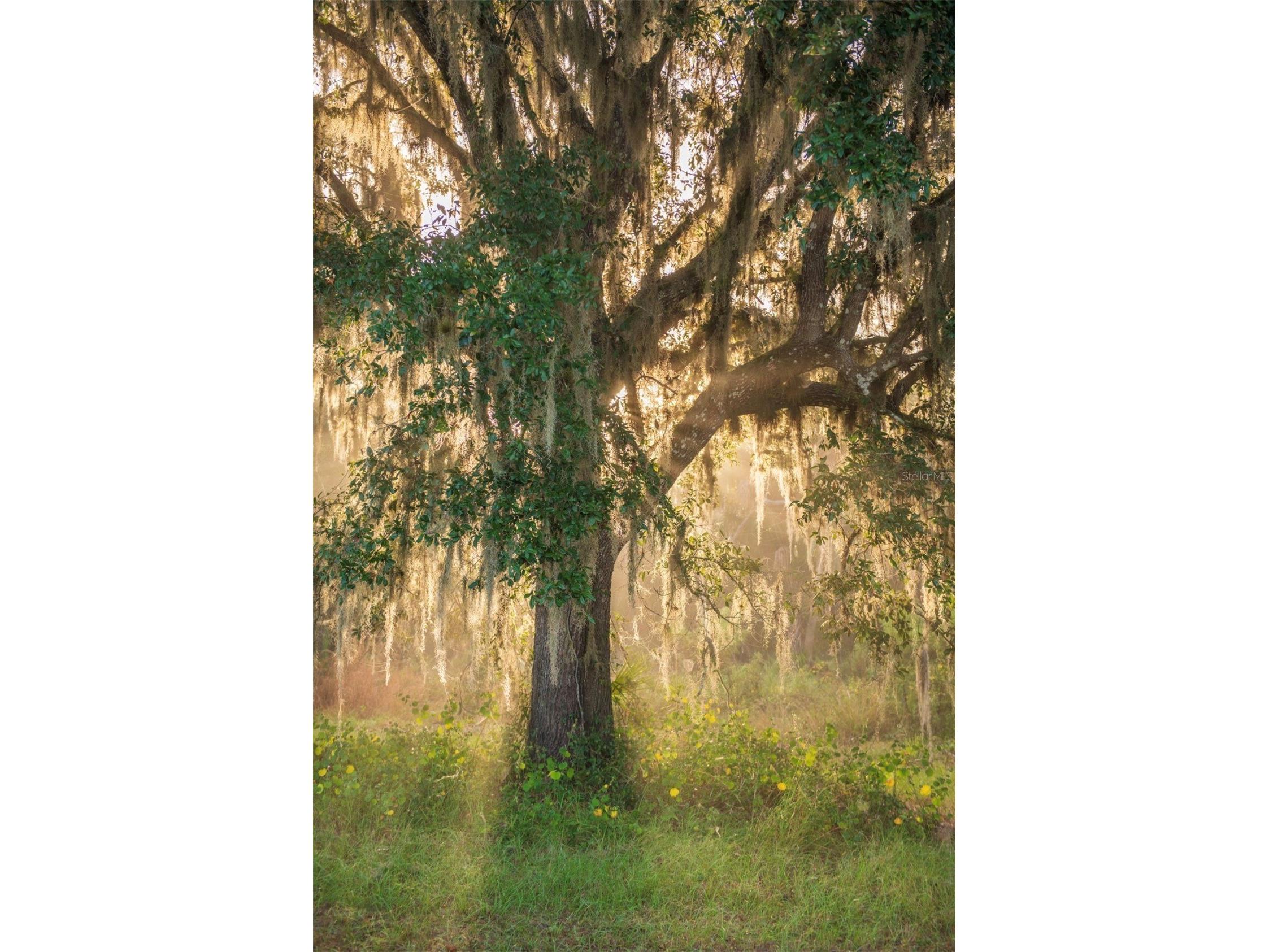 1061 Harris Road Arcadia FL 34266 - PEACE RIVER A4678146 image12