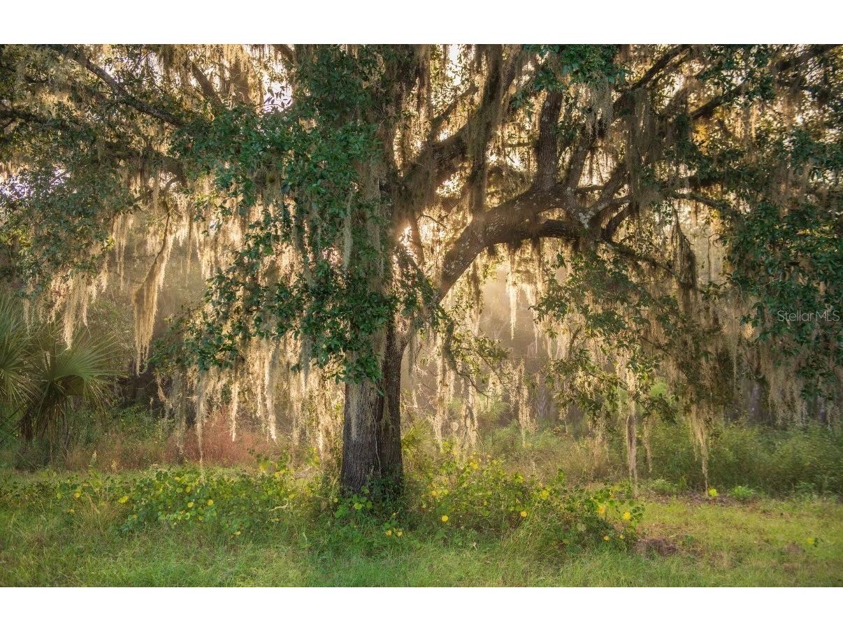 1061 Harris Road Arcadia FL 34266 - PEACE RIVER A4678146 image13