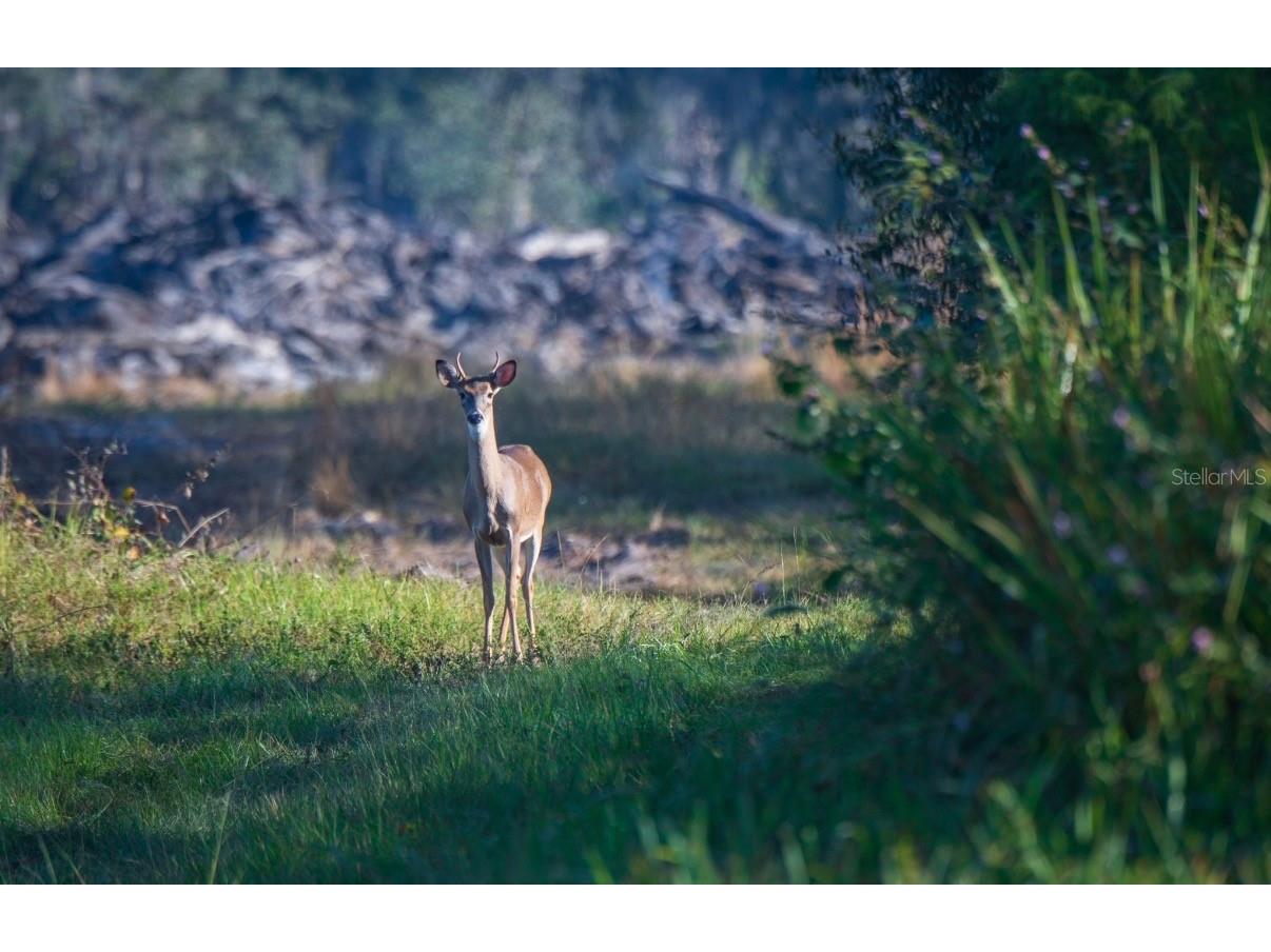 1061 Harris Road Arcadia FL 34266 - PEACE RIVER A4678146 image15
