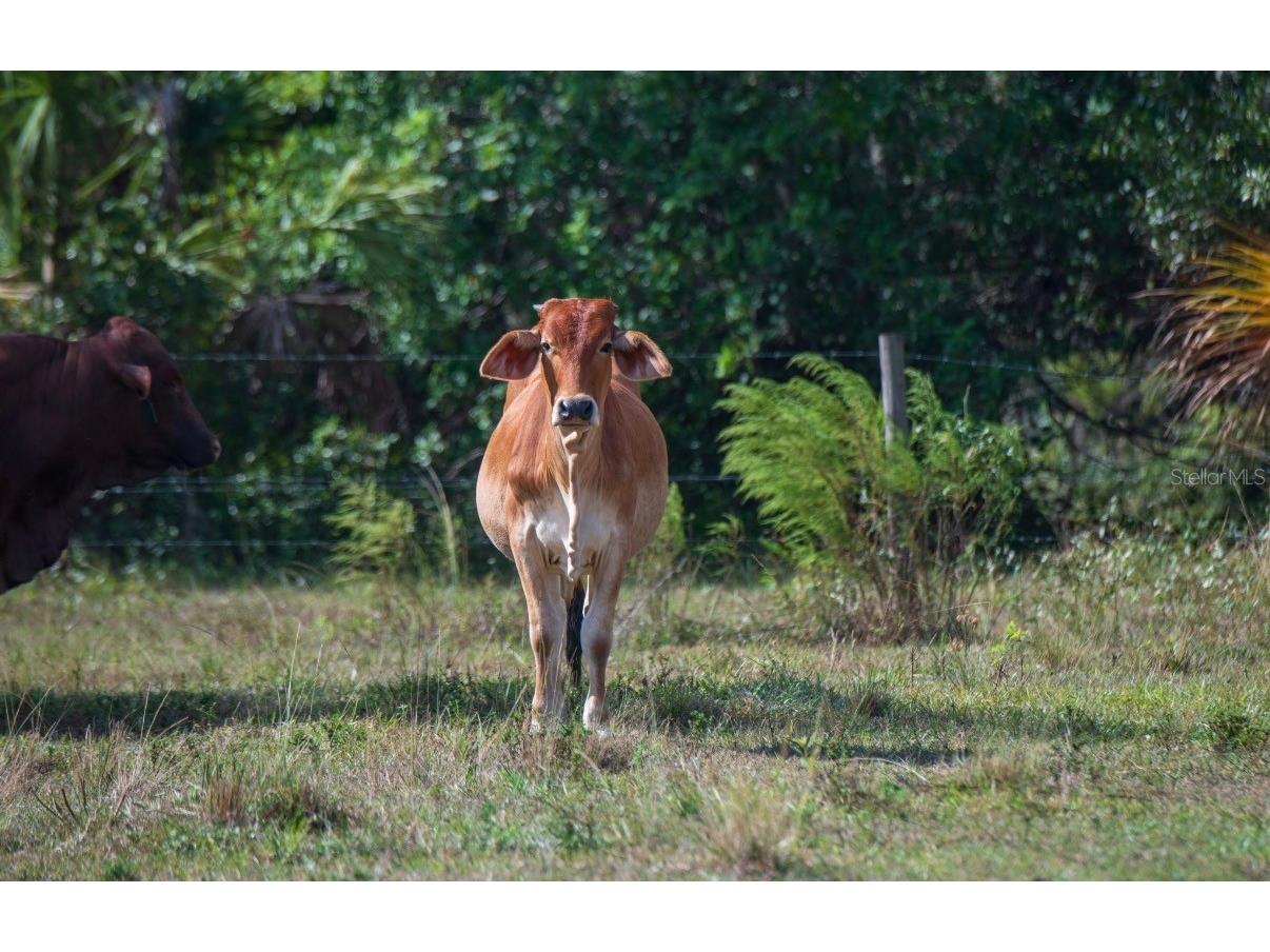 1061 Harris Road Arcadia FL 34266 - PEACE RIVER A4678146 image16
