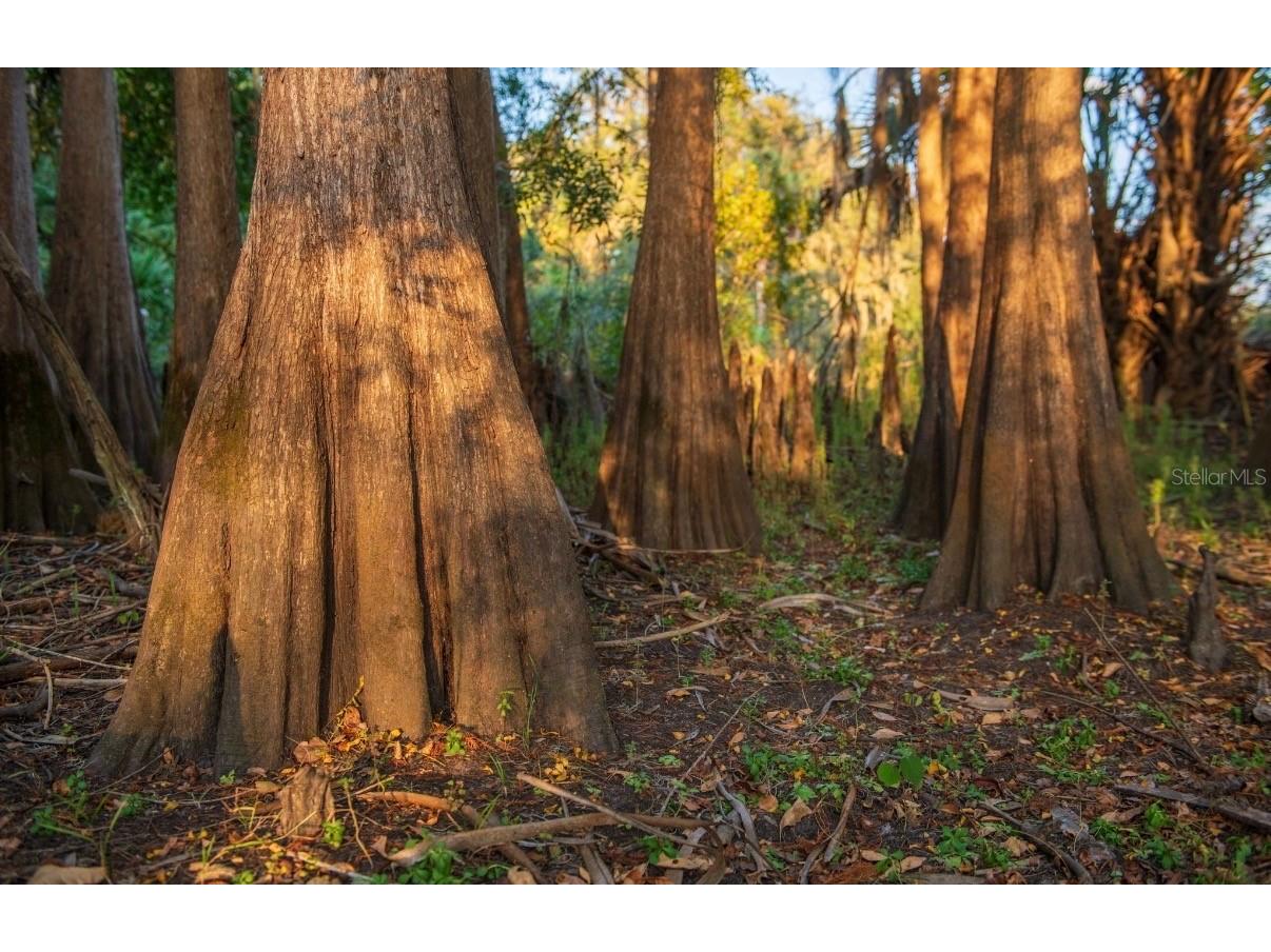 1061 Harris Road Arcadia FL 34266 - PEACE RIVER A4678146 image21