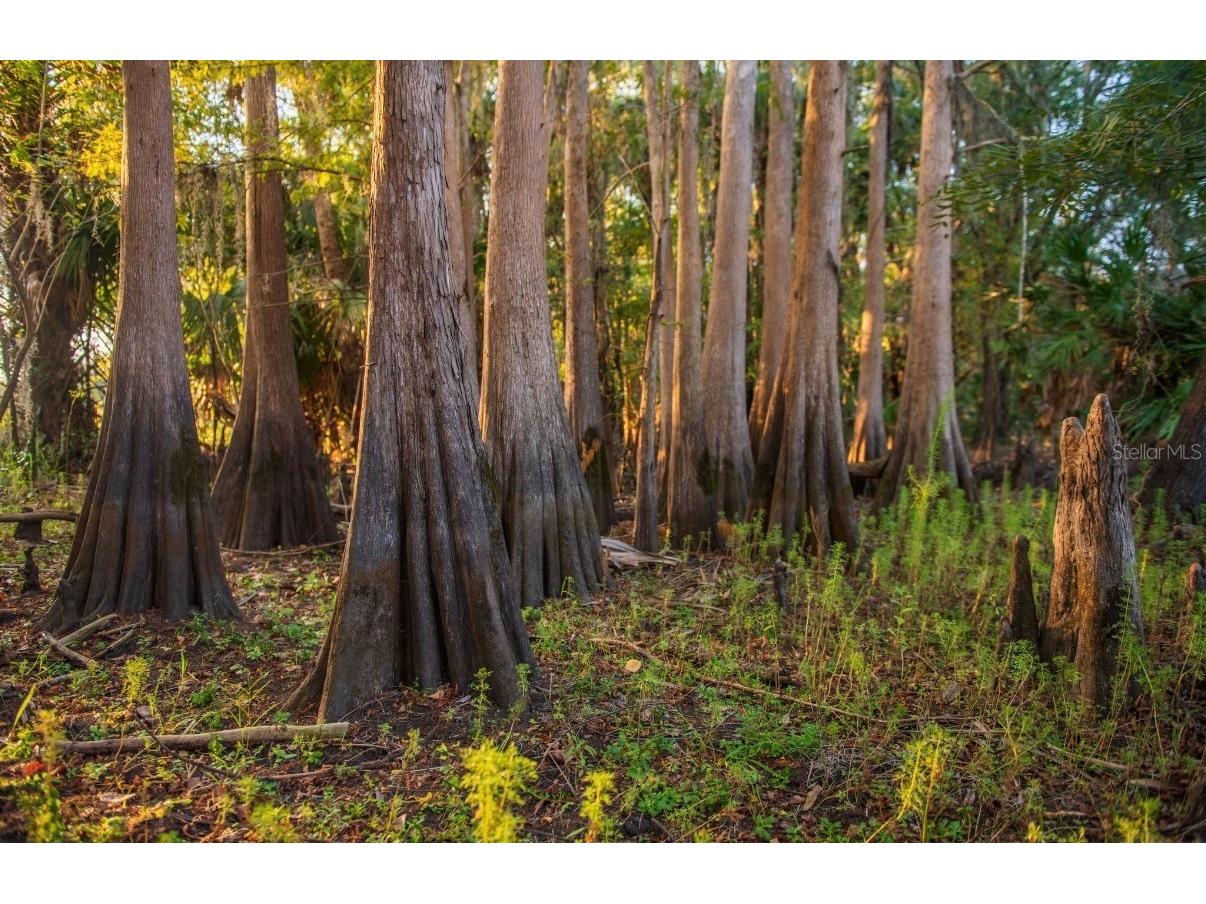 1061 Harris Road Arcadia FL 34266 - PEACE RIVER A4678146 image24