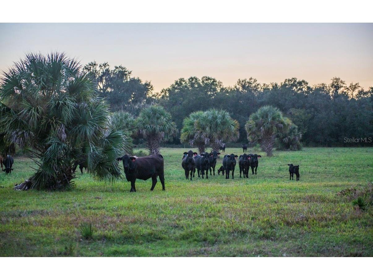 1061 Harris Road Arcadia FL 34266 - PEACE RIVER A4678146 image30