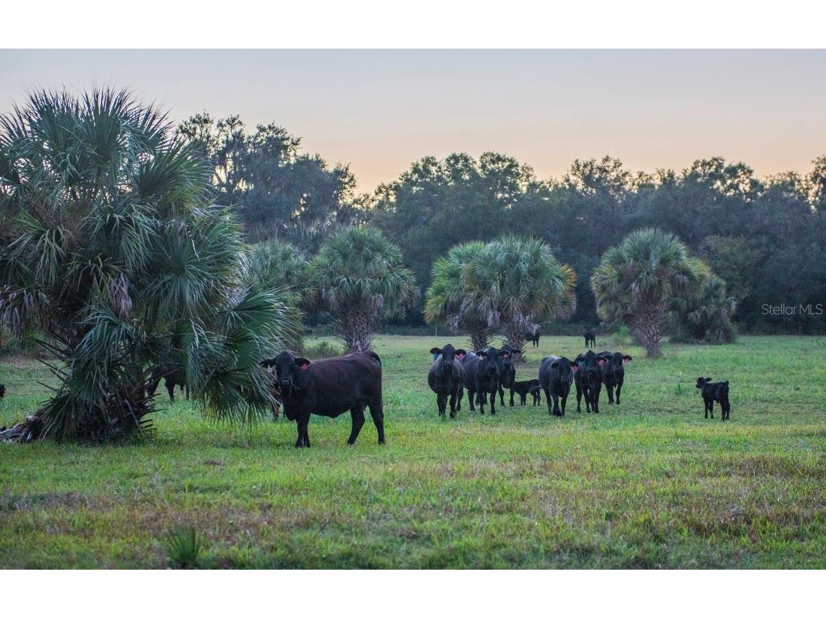 1061 Harris Road Arcadia FL 34266 - PEACE RIVER A4678146 image31