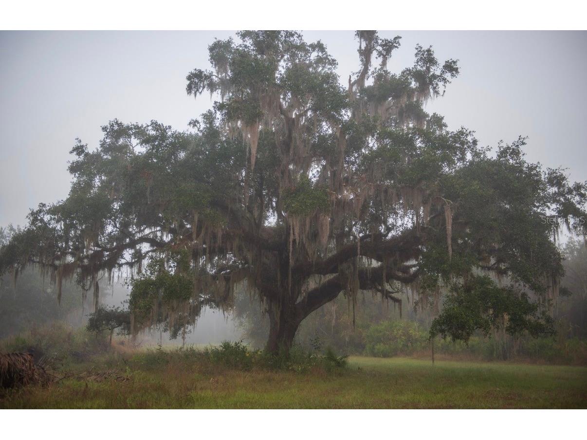 1061 Harris Road Arcadia FL 34266 - PEACE RIVER A4678146 image32