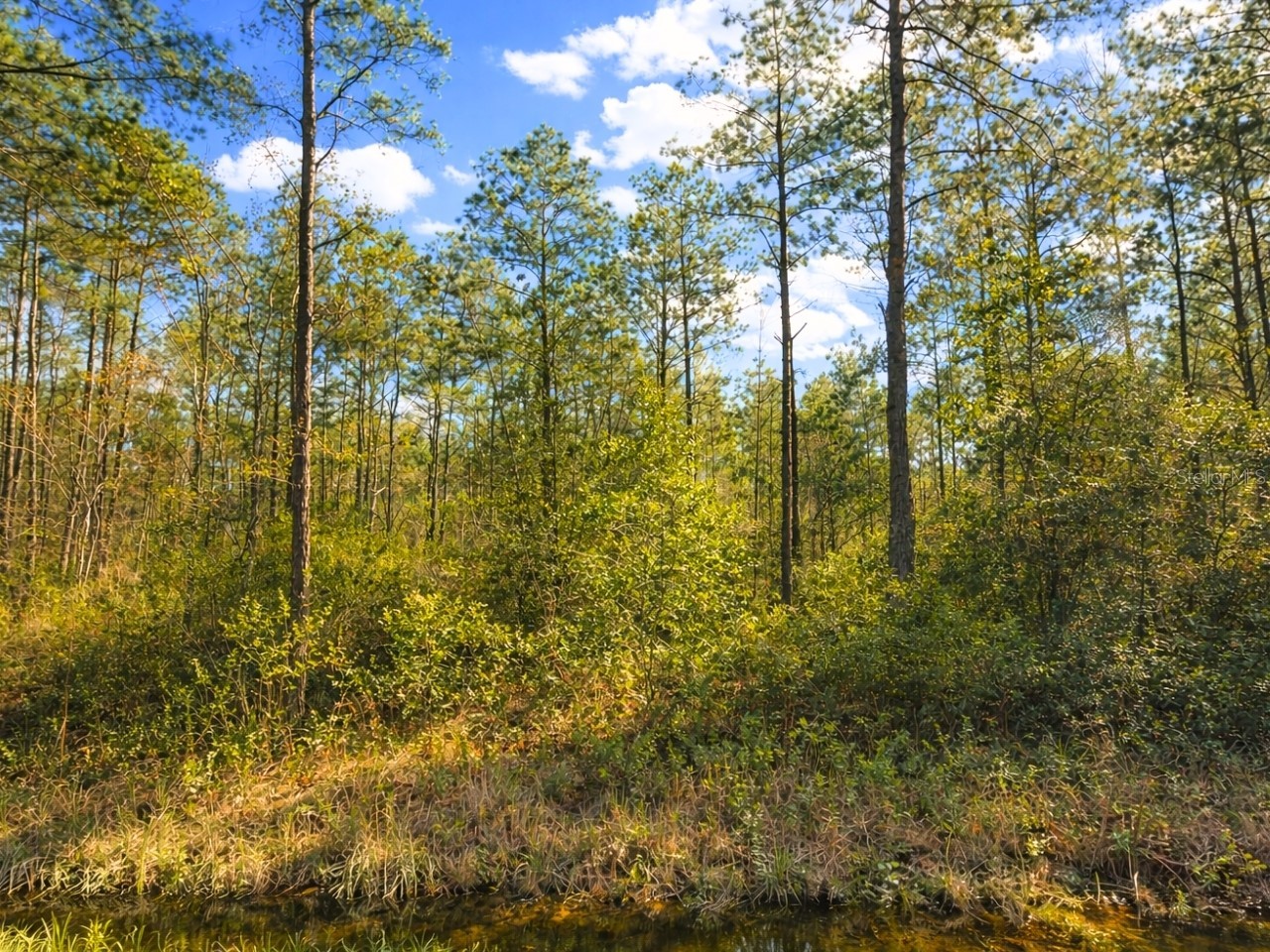 10620 Delgado Avenue Hastings FL 32145 OM721078 image2