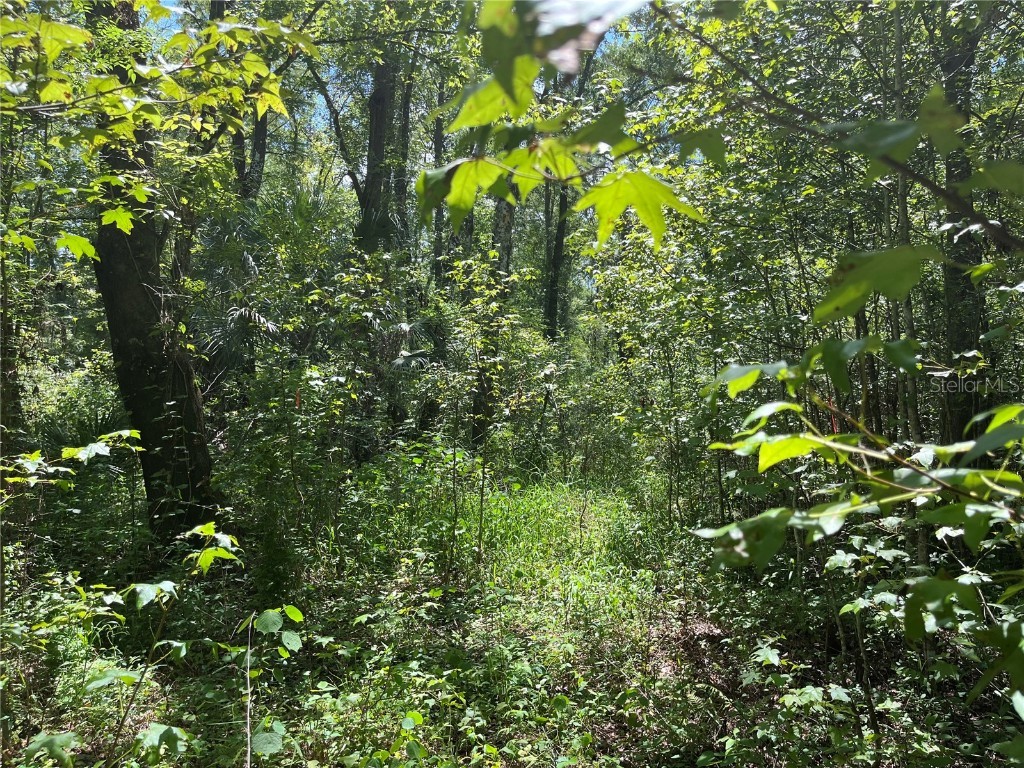 10655 Underwood Avenue Hastings FL 32145 V4937727 image1