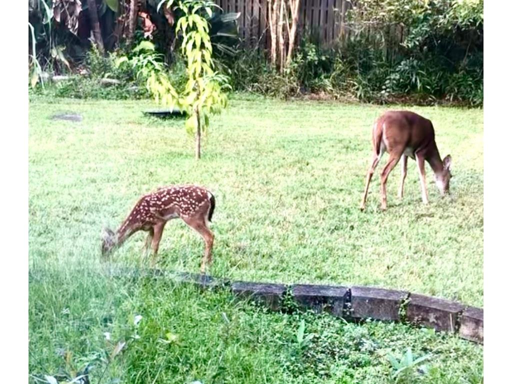 10662 Crystal Springs Court Orlando FL 32825 O6350254 image56