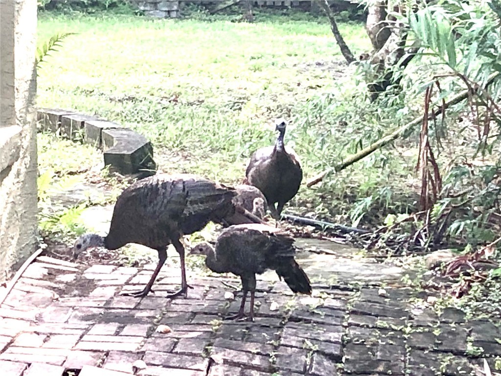 10662 Crystal Springs Court Orlando FL 32825 O6350254 image57